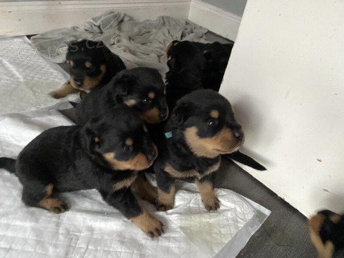 Kr�sn� �t��ata rottweiler�.