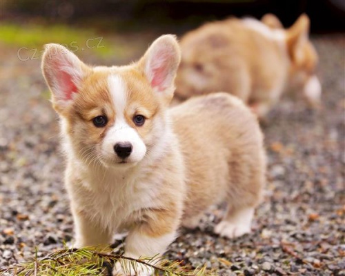 Welsh corgi Pembroke �t��ata.