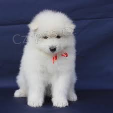 �t��ata samojeda na prodej