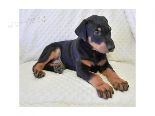 �t��ata dobrmana k adopci