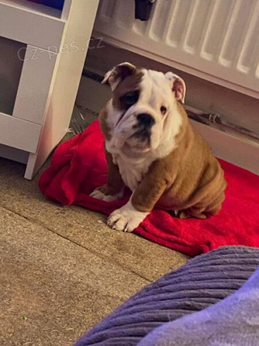 �t��ata anglick�ho buldoka.