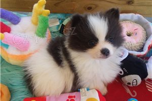 Pomeransk� �t��ata.