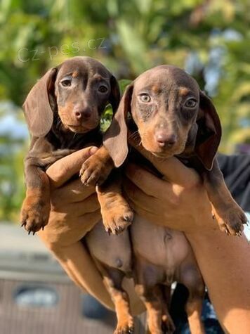 Miniaturn� �t��ata jezev��ka.