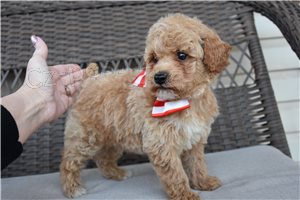 Kr�sn� �t���tka pudl�.