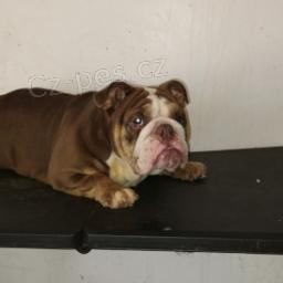 Registrovan� �t��ata anglick�ch buldok�.