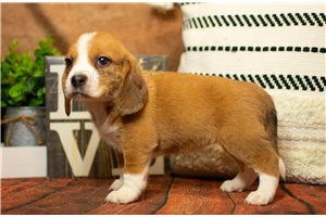 T��barevn� �t��ata b�gl�.