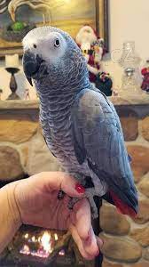 Prod�m africk� papou�ky �ed�