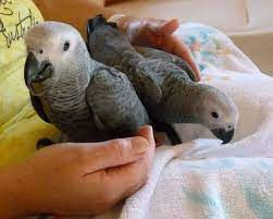 Prod�m africk� papou�ky �ed�