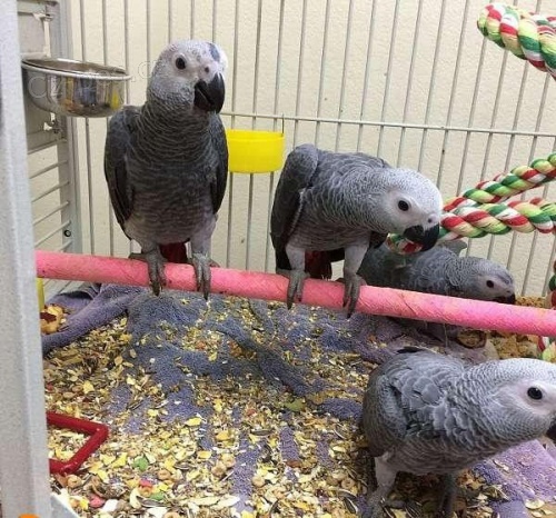 Prod�m africk� papou�ky �ed�