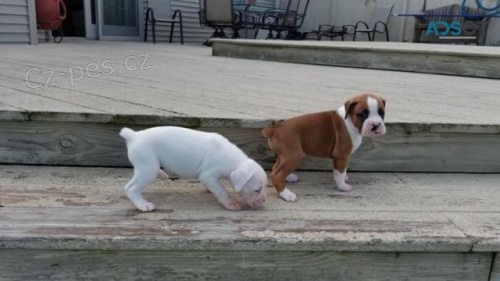 Zdrav� �t��ata boxer�.