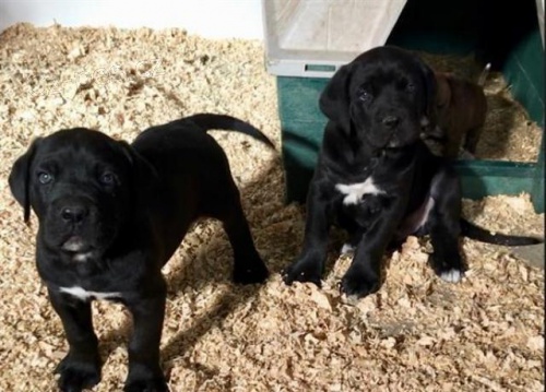 4 �t��ata Cane Corso.