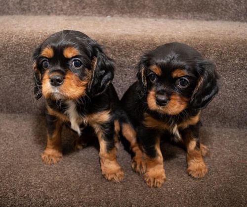 �t��ata kr�le Karla �pan�la.