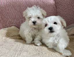 Malt�zsk� ps�k bez PP