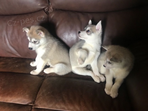 Sibi�sk� �t���tka bez PP