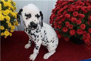 Ohromuj�c� dalmatsk� �t��ata.