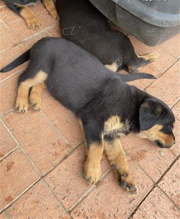 Rottweiler �t��ata, d�vka a chlapec.