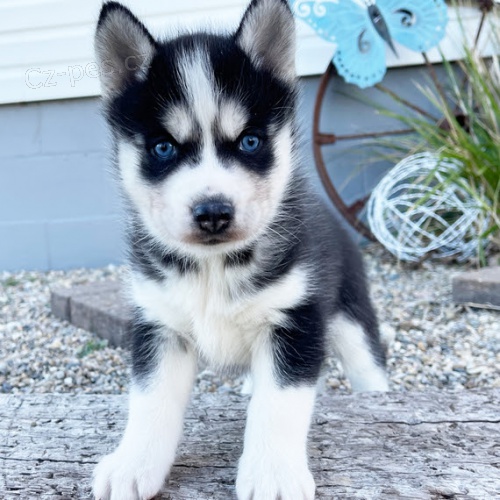 Rozko�n� sibi�sk� husky s kr�sn�ma modr�ma o�ima k adopci.