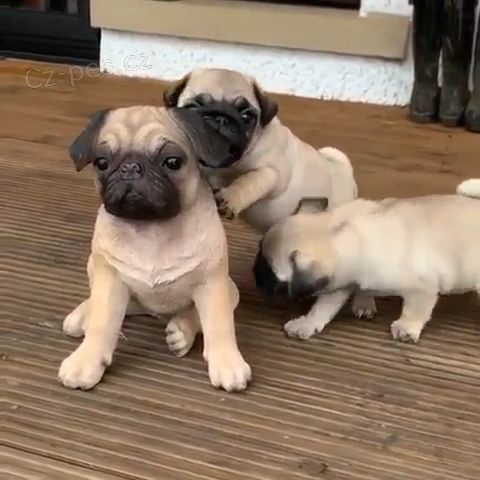 Kr�sn� b�ov� �t��ata mopse k adopci