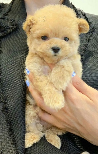 miniaturn� �t��ata pudla k adopci