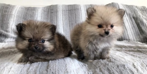 pomeranian krsn tata k adopci Jsou okovan a oderven.