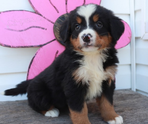 �t��ata Bernsk�ho sala�nick�ho psa k adopci. Jsou o�kovan� a od�erven�.