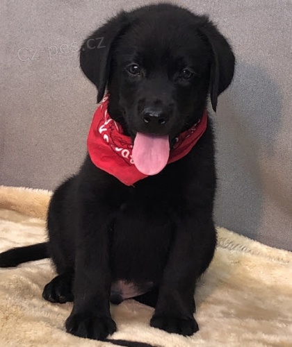 Zdrav� �t��ata labradorsk�ho retr�vra k adopci.