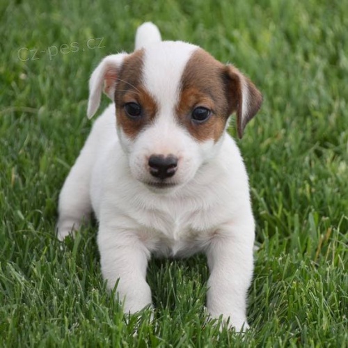 Prod�m �t��ata jack russell teri�ra. V�echna �t��ata jsou o�kovan� a zdrav�.