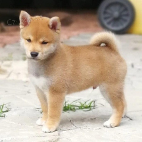 Rozkon ttka shiba inu k adopci