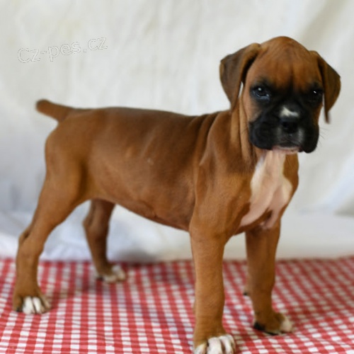 Prod�m kr�sn� �t��ata n�meck�ho boxera