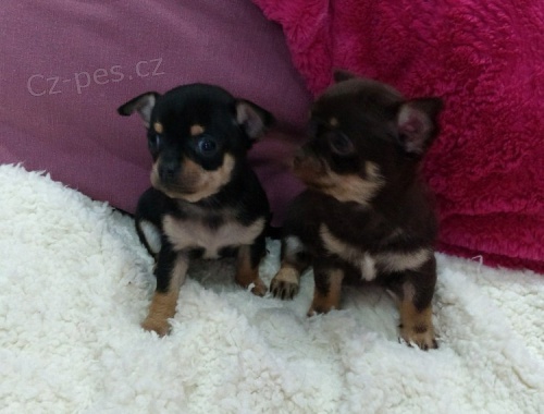 mini o�kovan� �t��ata �ivava