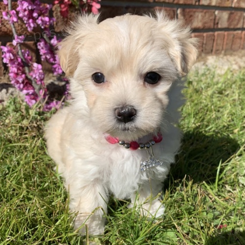 O�KOVAN� miniaturn� malt�z��ci k adopci