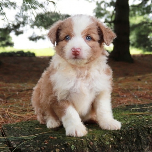 �t��ata Aussiedoodle k adopci.