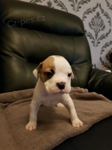 �t��ata americk�ho buldoka.