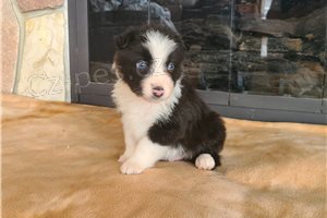 Kr�sn� �t���tka border kolie.