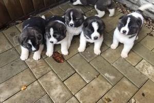 Kr�sn� �t��ata Akita.