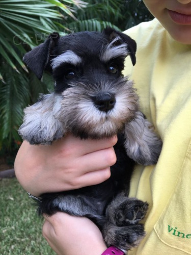 �t��ata mal�ho kn�ra�e k adopci.