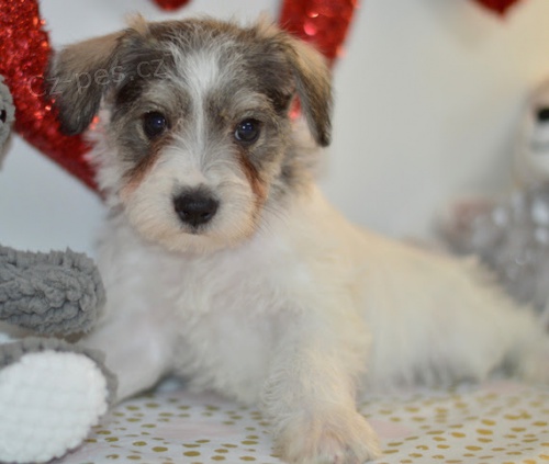 �t��ata mal�ho kn�ra�e k adopci.
