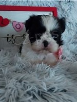 Hrav� Shih Tzu �t��ata.