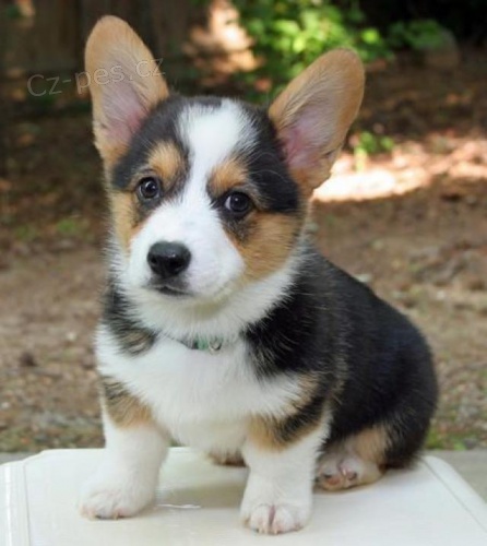 K dispozici �t���tka Corgi.