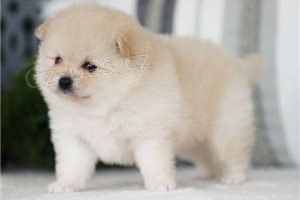 N�dhern� pomeransk� �t��ata.