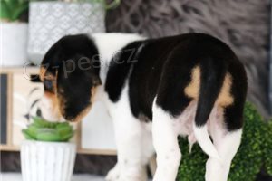 Ohromuj�c� �t��ata Beagle.