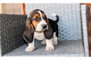 �t��ata Basset Hound..