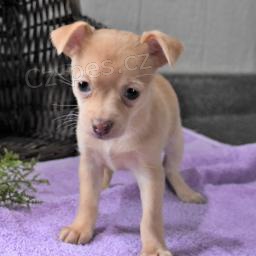 Kr�sn� �t���tka �ivavy.