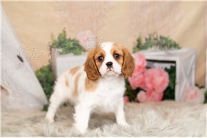 Kaval�r King Charles �pan�l �t��ata.,