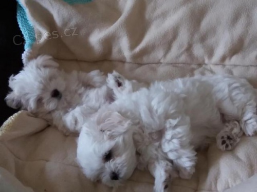 Dva �ajov� ��lek maltsk�ch �t��at.