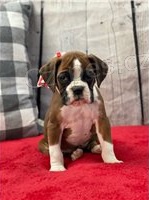 Kr�sn� boxersk� �t���tka.