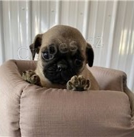 Zdrav� a roztomil� �t��ata mopsl�k�.