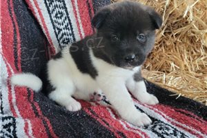 Zdrav� americk� �t��ata Akita.