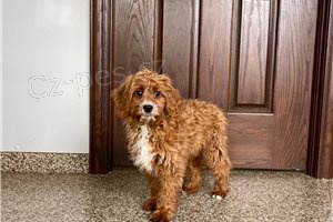 Rozko�n� �t��ata Cavapoo.