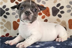 Ohromuj�c� �t��ata francouzsk�ho buldoka.